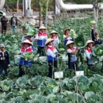 Limbah Panas Bumi Dapat Menghidupkan Petani